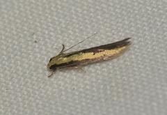 Opogona stenocraspeda