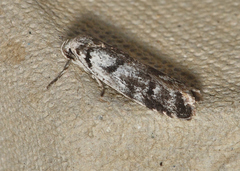 Lichenaula onychodes