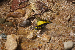Neographium thyastes