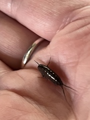 Arcitalitrus sylvaticus