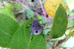 Erthesina acuminata