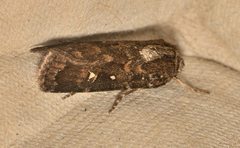 Proteuxoa