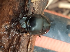Onthophagus taurus