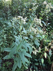 Hasteola suaveolens