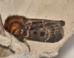 Proteuxoa sanguinipuncta