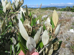 Olearia avicenniifolia