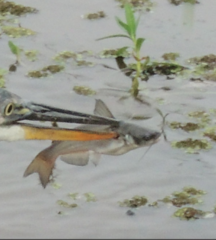 Siluriformes
