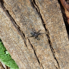 Tharpyna campestrata