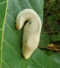 Urocyclinae