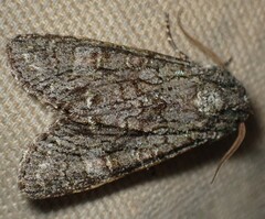 Copivaleria grotei