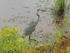 Siluriformes