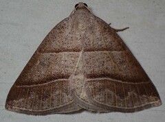 Petrophora subaequaria