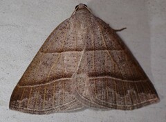 Petrophora subaequaria