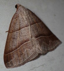 Petrophora subaequaria