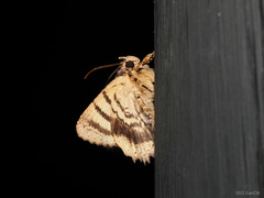 Daddala quadrisignata