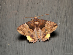 Daddala quadrisignata