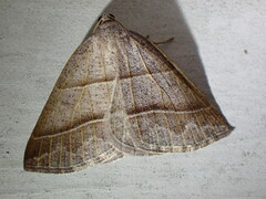 Petrophora subaequaria