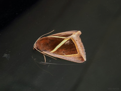 Chalciope mygdon