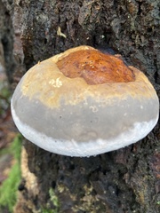 Fomitopsis mounceae