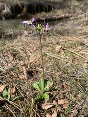 Primula clevelandii