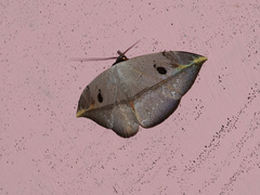 Hypopyra ossigeroides