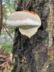 Fomitopsis mounceae
