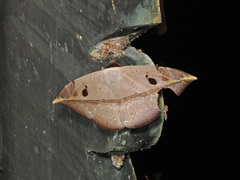 Hypopyra lactipex