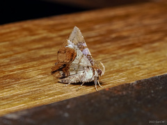 Pangrapta albiseriata