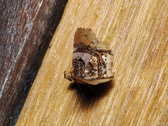 Pangrapta albiseriata