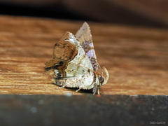 Pangrapta albiseriata