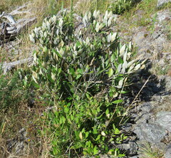 Olearia avicenniifolia