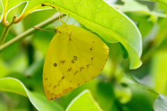 Catopsilia gorgophone