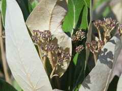 Olearia avicenniifolia