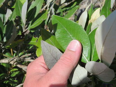 Olearia avicenniifolia