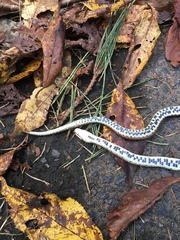 Euprepiophis conspicillata