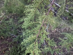 Cupressus sargentii