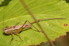 Conocephalus albescens