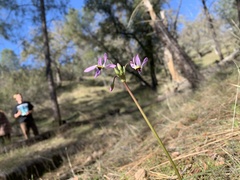 Primula clevelandii