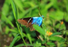 Astraptes fulgerator azul
