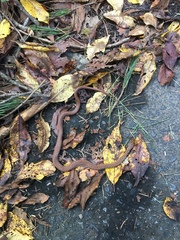 Euprepiophis conspicillata