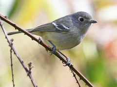 Vireo huttoni cognatus