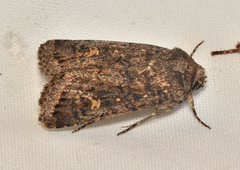 Proteuxoa marginalis