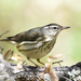 Louisiana Waterthrush - Photo (c) Steven Mlodinow, some rights reserved (CC BY-NC), uploaded by Steven Mlodinow