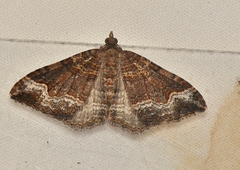 Epyaxa subidaria