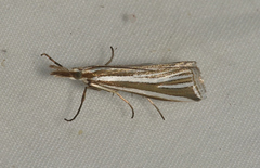 Hednota relatalis