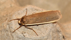 Palaeosia bicosta