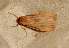 Scoliacma adrasta