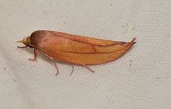 Wingia aurata