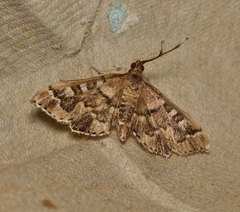 Hygraula nitens