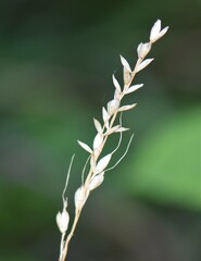 Oryzopsis asperifolia